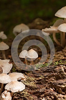 Mycena Galericulata Mushrooms