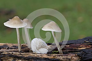 Mycena galericulata is widespread and common across much of mainland Europe, particularly in northern and central countries