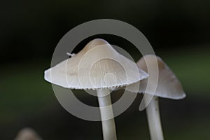 Mycena galericulata is widespread and common across much of mainland Europe, particularly in northern and central countries