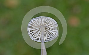 Mycena galericulata is widespread and common across much of mainland Europe, particularly in northern and central countries