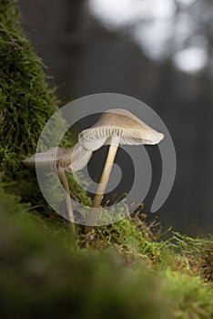 Mycena galericulata is widespread and common across much of mainland Europe, particularly in northern and central countries