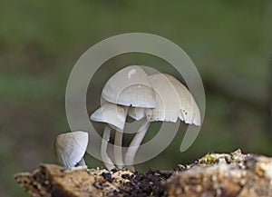 Mycena galericulata is widespread and common across much of mainland Europe, particularly in northern and central countries