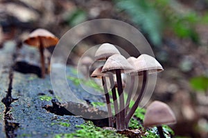 Mycena haematopus mushroom