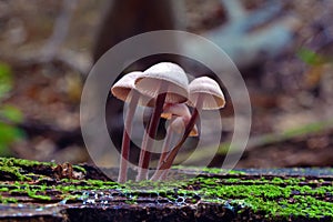 Mycena haematopus mushroom