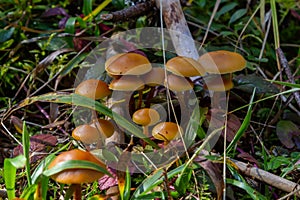 Mycena inclinata mushroom on old stump. Group of brown small mushrooms on a tree. Inedible mushroom mycena. Selective focus photo