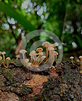 Mycena is a large genus of small saprotrophic mushrooms that are rarely more than a few centimeters in width photo