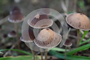 Mycena Leptocephala mushrooms