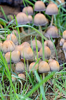 Mycena mushrooms in the grass