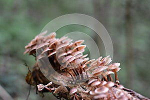 Mycena mushrooms grow in the forest