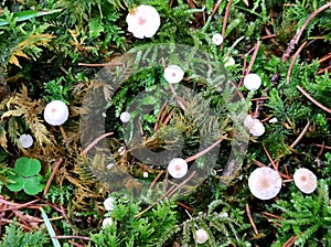 Mycena mushrooms in wonderful scenic mossy environment in macro view