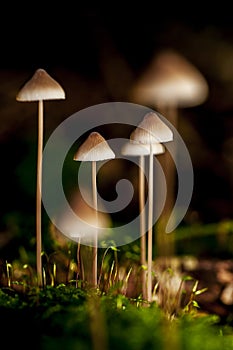 Mycena, Mycena spec