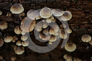 Mycena, poisonous fungi, small saprotrophic mushrooms on dead tree in forest