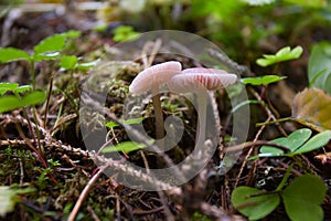 Mycena pura photo