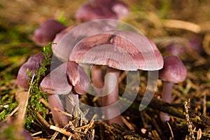 Mycena Pura Mushrooms