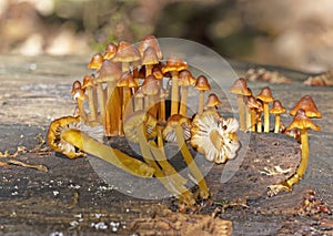 Mycena renati, commonly known as the beautiful bonnet, is a species of mushroom in the family Mycenaceae