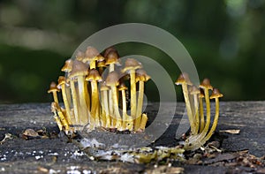 Mycena renati, commonly known as the beautiful bonnet, is a species of mushroom in the family Mycenaceae