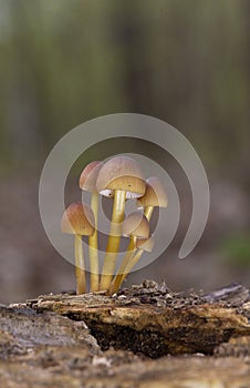 Mycena renati, commonly known as the beautiful bonnet, is a species of mushroom in the family Mycenaceae photo