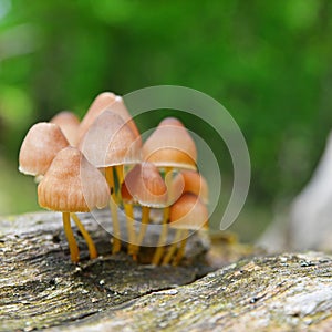 Mycena renati mushroom