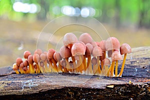 mycena renati mushroom cluster