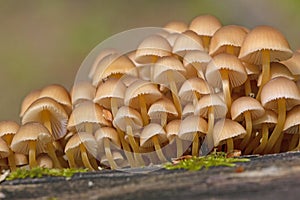 Mycena renati is a species of mushroom in the family Mycenaceae.