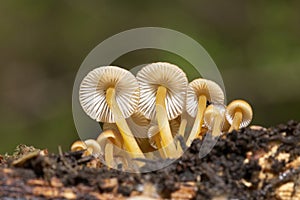 Mycena renati is a species of mushroom in the family Mycenaceae.