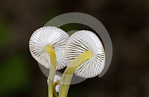 Mycena renati is a species of mushroom in the family Mycenaceae.