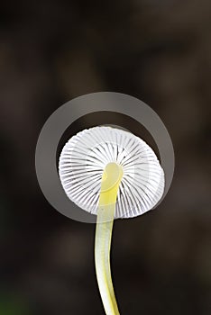 Mycena renati is a species of mushroom in the family Mycenaceae.