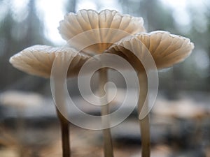 Mycena rosella, known as the pink bonnet, species of mushroom in the family Mycenaceae in the forest. Selective focus