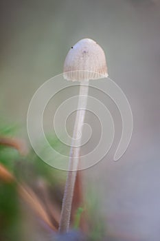 Mycena stylobates or boulbous bonnet