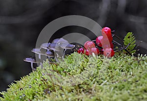 Mycena tintinnabulum is a European species of agaric fungus in the family Mycenaceae.