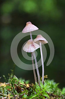 Mycena vitilis, commonly known as the snapping bonnet, is a species of inedible mushroom in the family Mycenaceae.