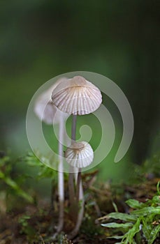 Mycena vitilis, commonly known as the snapping bonnet, is a species of inedible mushroom in the family Mycenaceae.