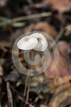 Mycena vulgaris, known as the Vulgar Bonnet, very small mushrooms on a thin leg in a coniferous forest