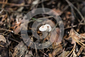 Mycena vulgaris, known as the Vulgar Bonnet, very small mushrooms on a thin leg in a coniferous forest