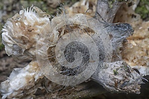 Mycetophagus punctatus maggots feeding on the edible rotten cap termitomyces mushroom. photo