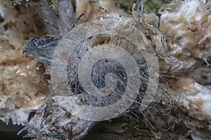 Mycetophagus punctatus maggots feeding on the edible rotten cap termitomyces mushroom. photo