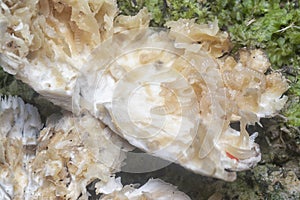 Mycetophagus punctatus maggots feeding on the edible rotten cap termitomyces mushroom. photo