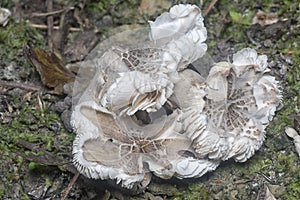 Mycetophagus punctatus maggots feeding on the edible rotten cap termitomyces mushroom. photo