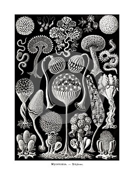 Mycetozoa. Fungi. Mushrooms. Science Art.