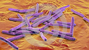 Mycobacterium leprae bacteria