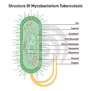 Mycobacterium tuberculosis. Bacteria, causative agent of tuberculosis photo
