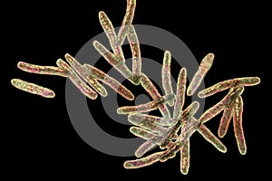 Mycobacterium ulcerans, the causative agent of Buruli ulcer, 3D illustration photo