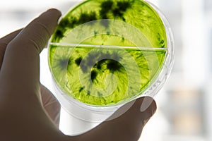 Mycology and conservation of mushroom cultures. Mycelium of the lions mane mushroom, mycelium in a Petri dish. Breeding of