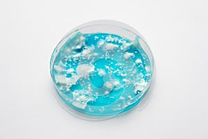 Mycology Growing in a Petri dishes. Fungal mycelium petri dish. Mushroom mycelium on agar