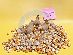 Mycotoxin Care in Corn for Poultry Feed