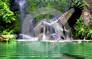 Mycteria bird flying at waterfall