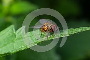 Mydaea corni A large brown fly living in moist stands on the edge of spruce forests photo