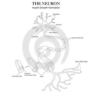 Myelin sheath