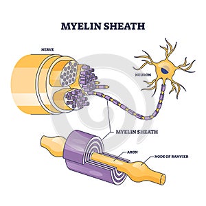 Myelin sheath as insulation layer for brain or spinal nerve outline diagram photo