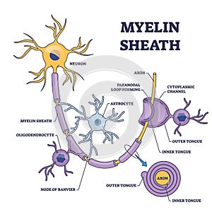 Myelin sheath layer for axon nerve with detailed structure outline diagram photo